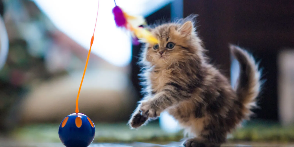 Physical Activity Enhances Your Cat’s Health