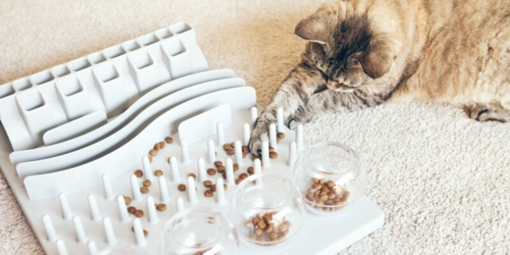 Mental Stimulation: Keeping Your Cat’s Mind Sharp