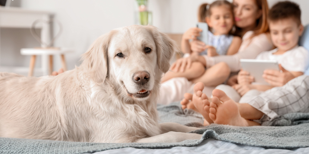 Understanding Pet Loneliness in Modern Homes